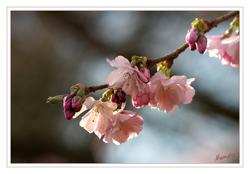 Blütenzauber
Jetzt wo die Sonne scheint legt die Natur los 
Schlüsselwörter: Blüten; Frühling; pink