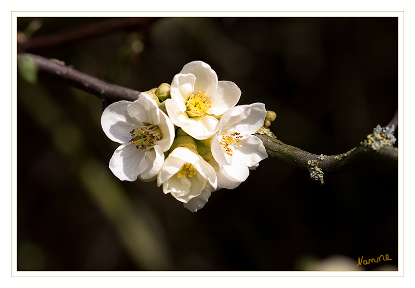 Blütenzauber
Jetzt wo die Sonne scheint legt die Natur los
Schlüsselwörter: Blüten; Frühling; weiß