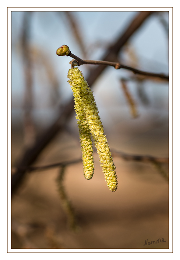 Frühlingszauber
Männliche Blütenstände.
Die Hasel hat ihre Blütezeit im Februar/März vor dem Laubaustrieb und ist als Frühblüher ein wichtiger Pollenlieferant für Honigbienen. An warmen, sonnigen Wintertagen werden allerdings nur die männlichen Kätzchen angeflogen, da die weiblichen Blüten weder duften noch Nektar anbieten. Die Bestäubung erfolgt in jedem Fall durch den Wind (Anemophilie), die Blüten sind daher recht unscheinbar. laut Wikipedia
