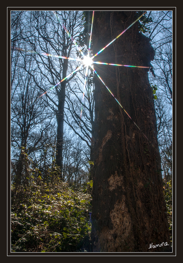 Frühlingssonne
es gibt sie wirklich :)
Schlüsselwörter: Sonne