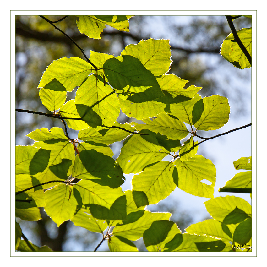 Waldbesuch
In den Himmel geschaut
