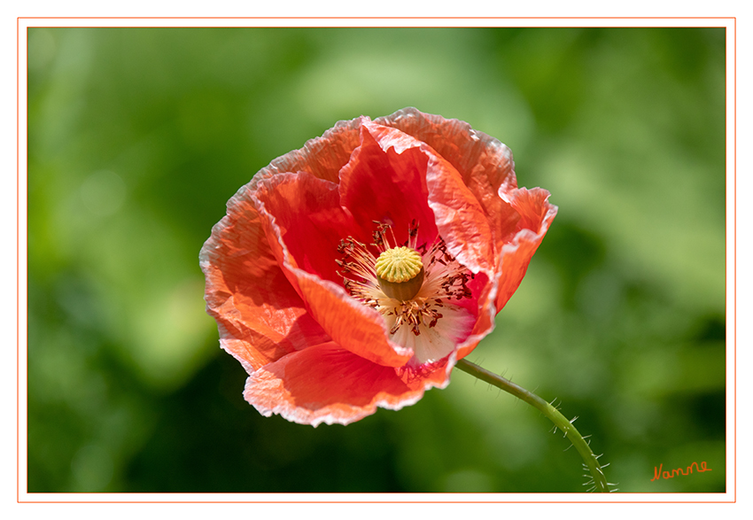 Klatschmohn
Klatschmohn sät sich selbst an offenen Stellen aus und benötigt viel Licht zum Keimen. Er liebt die Nachbarschaft von Stauden, die den Boden nicht überwuchern und im Frühsommer noch genügend Licht an die jungen Pflanzen lassen. laut kostbarenatur
Schlüsselwörter: Klatschmohn