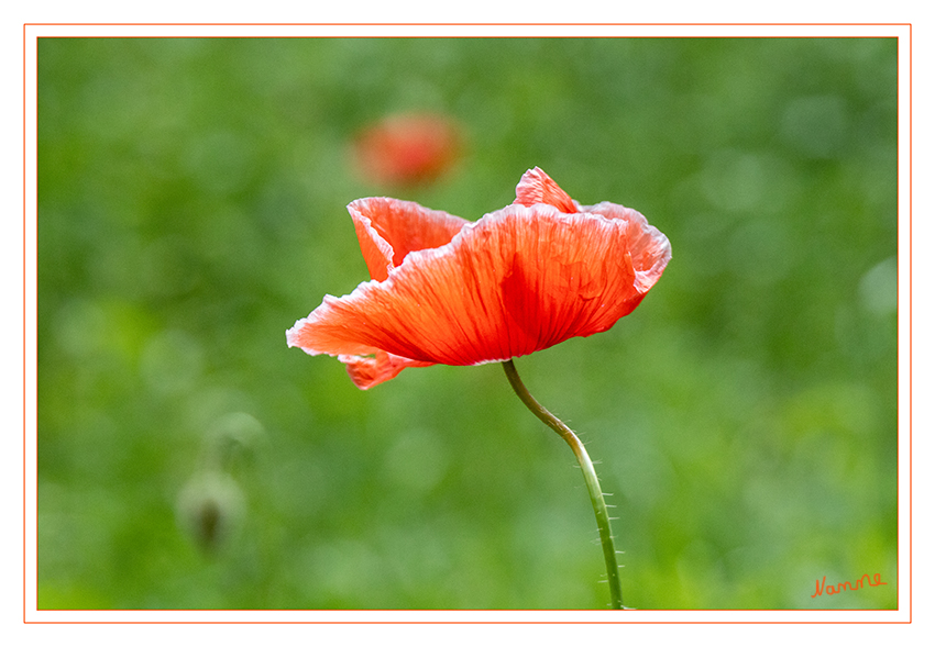 Klatschmohn
In den letzten Jahrzehnten wurde er immer mehr von den Feldern vertrieben und ist heute vor allem an Wegrändern und Schutthalden anzutreffen. Seine Blüte erfreut uns nur wenige Tage, bevor die Blütenblätter fallen. laut kostbarenatur
Schlüsselwörter: Klatschmohn