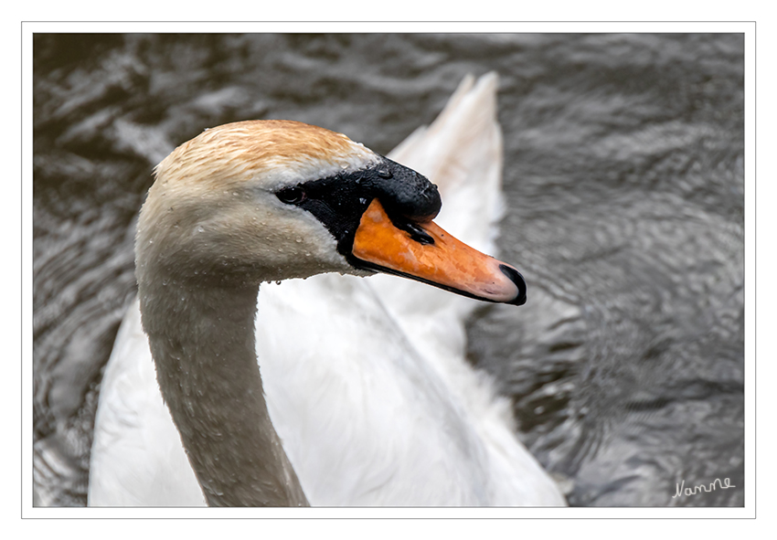 Schau mir in die Augen
Der Lebensraum der Schwäne sind Sümpfe, flache Seen und langsam fließende Flüsse. Der Grund muss stets gründelnd erreichbar sein, so dass zu tiefe Gewässer für Schwäne ungeeignet sind. laut Wikipedia
Schlüsselwörter: Schwan, Schwanfamilie