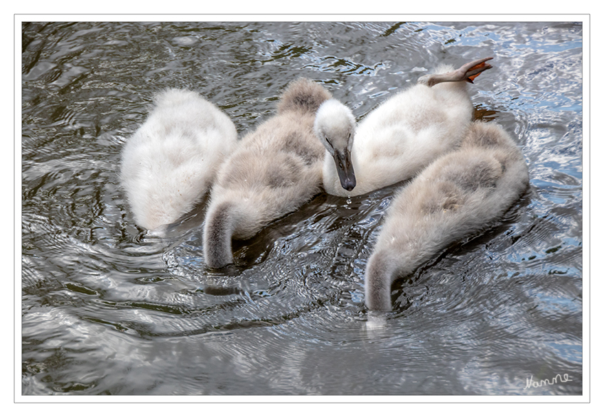 Die lieben Kleinen
Gründeln bezeichnet die Nahrungsaufnahme vom Boden eines Gewässers, hauptsächlich bei Wasservögeln, etwa Enten und Schwänen.
Dabei tauchen die Vögel nicht komplett unter, sondern kippen vorne über, so dass Kopf und Hals unter Wasser sind, während der Körper noch auf dem Wasser schwimmt. Mit dem Schnabel suchen sie dann den Grund nach Nahrung ab oder sieben aus dem Schlamm die Nahrung heraus. laut Wikipedia
Schlüsselwörter: Schwan, Schwanfamilie