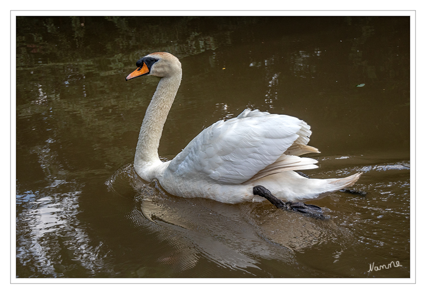 Schwan
Schwäne unterscheiden sich von den Gänsen im engeren Sinn durch einen noch längeren Hals, der ihnen das Gründeln im tieferen Wasser ermöglicht, und die Körpergröße, die sie neben einigen Pelikanen zu den größten Wasservögeln macht. Ihre Flügelspannweite kann bis zu 240 cm betragen, ihr Gewicht 14,3 kg erreichen. laut Wikipedia
Schlüsselwörter: Schwan