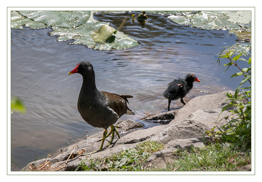 Teichhuhn
Die Altvögel sind an der Körperoberseite dunkel olivbraun und an Kopf und Hals sowie der Körperunterseite dunkel grauschwarz gefärbt. Männchen und Weibchen sehen gleich aus, unterscheiden sich nur geringfügig durch Größe und Gewicht. Sie haben eine rote Stirnplatte, einen roten Schnabel mit einer gelben Schnabelspitze sowie rote Augen. laut Wikipedia
Schlüsselwörter: Teichhuhn