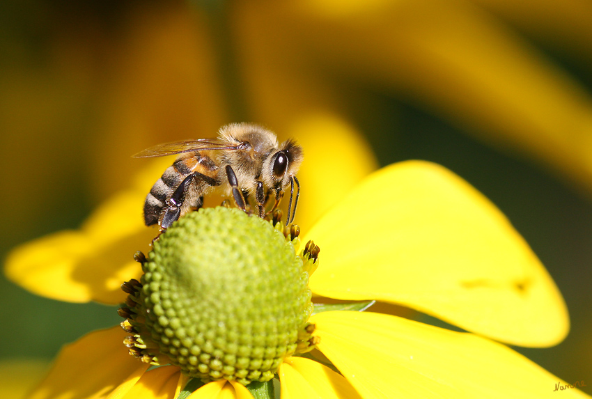 Nur eine Biene
Westliche Honigbiene oder Europäische Honigbiene 
Schlüsselwörter: Honigbiene     Biene