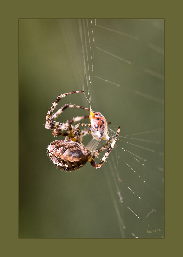 Vorratshaltung
Kreuzspinnen ernähren sich von allen Insekten, die sie in ihren Netzen fangen können, auch von Wespen, Hummeln, Bienen, Fliegen und Schmetterlingen. Die im Netz gefangene Beute wird von der Spinne gebissen und mit Spinnenfäden umwickelt und durch Verdauungsenzyme zersetzt. Wenn die Spinne satt ist, spinnt sie ihre Beute erst ein und hängt sie als Vorrat in ihr Netz.

laut Wikipedia
Schlüsselwörter: Spinne
