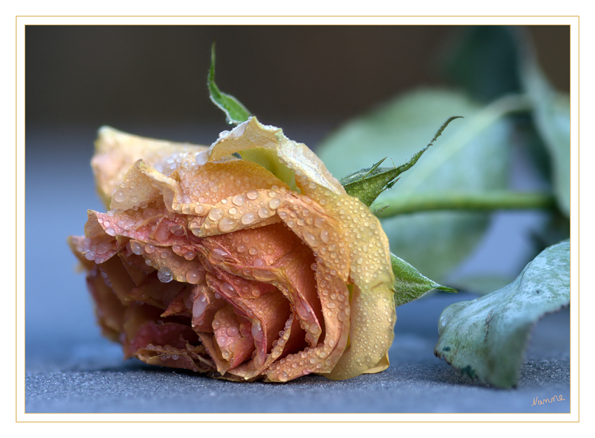 Weggeworfen
Für drei Tage hatten wir Winter.
Schlüsselwörter: Gefrorene      Rose