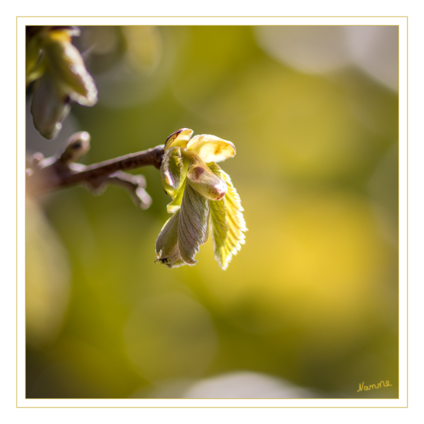 Im Gegenlicht
Der Frühling legt los.
Schlüsselwörter: Gegenlicht