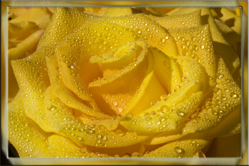 Nasse Schönheit
Schlüsselwörter: Gelbe Rose