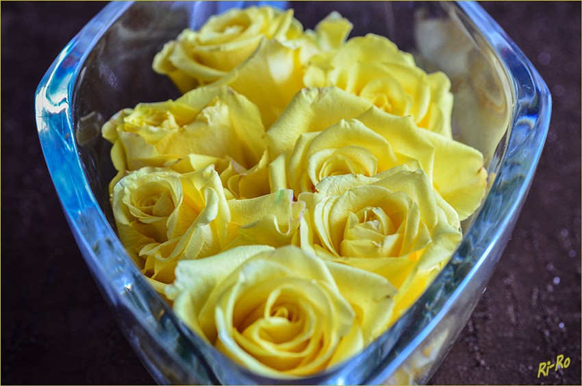 Gelbe Rosen
Schlüsselwörter: Gelb Rosen