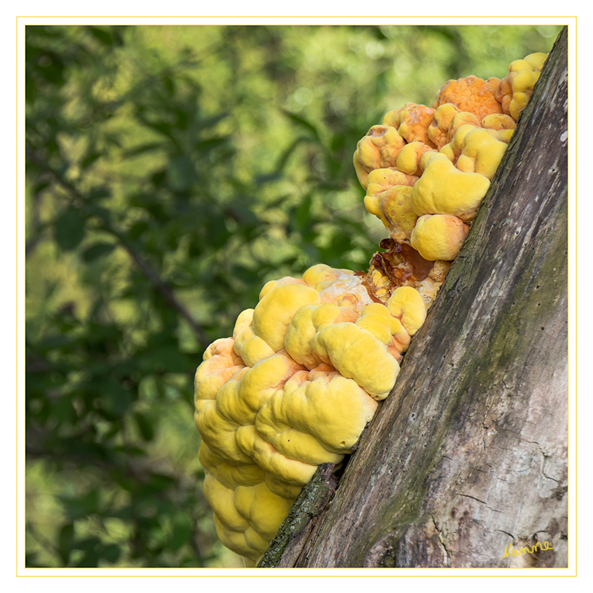 Gemeiner Schwefelporling
Der Gemeine Schwefelporling (Laetiporus sulphureus) ist eine Pilzart aus der Familie der Stielporlingsverwandten. Die Art wurde früher in die eigene Familie der Schwefelporlingsverwandten (Laetiporaceae) gestellt. Junge, saftige Exemplare sind essbar und schmecken gegart nach Hühnchen. Das hat dem Pilz im englischen Sprachraum den Namen „Chicken of the Woods“ eingebracht.
laut Wikipedia 
Schlüsselwörter: Gemeiner Schwefelporling