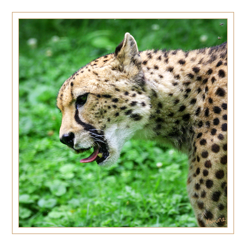 Gepard
In Bezug auf die Fleckung ähnelt der Gepard zwar dem Leoparden, in seiner Gestalt unterscheidet er sich jedoch beträchtlich von diesem wie auch von allen anderen Katzen. Geparde haben extrem lange, dünne Beine und einen sehr schlanken Körper, der dem eines Windhundes sehr ähnelt. Der Kopf ist klein und rund, der Schwanz lang. laut Wikipedia
Schlüsselwörter: Gepard