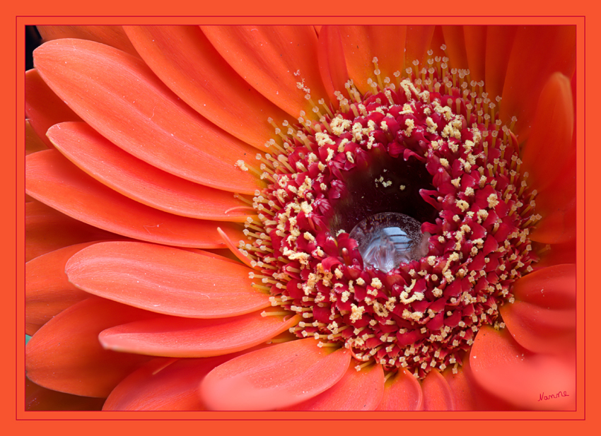 Gerbera
Grüße an R
Schlüsselwörter: Gerbera