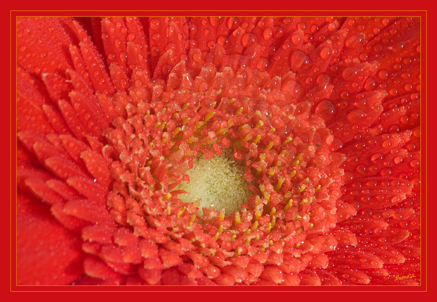 Gerbera
