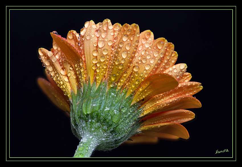 Gerbera
Schlüsselwörter: Gerbera