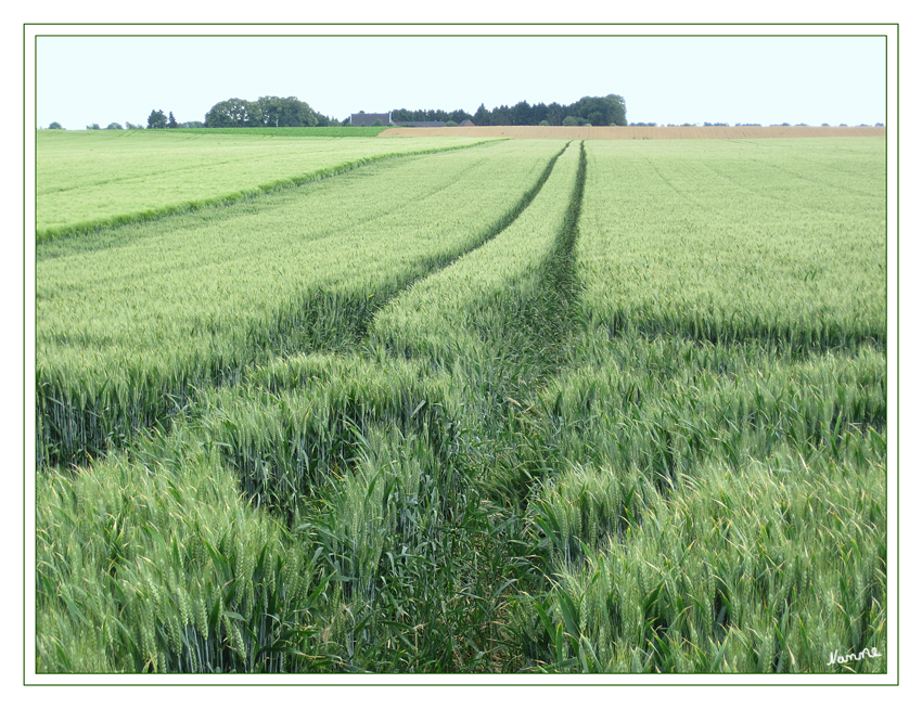 Feldfarben
mit Spuren des Traktors
