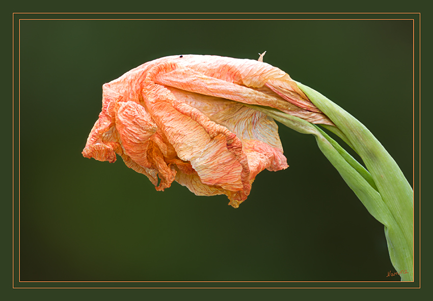 Der Herbst läßt grüßen
Heimisch sind die Arten dieser Gattung vom südlichen Europa über den Nahen Osten bis nach Afrika und Madagaskar. Die Arten mit den auffälligsten und farbenprächtigsten Blüten stammen aus Südafrika.
Schlüsselwörter: Gladiole