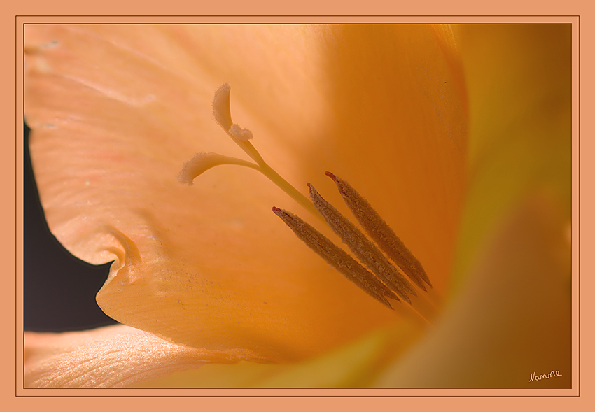 Gladiole
 Es ist nur der innere Kreis mit drei freien, fertilen Staubblättern vorhanden, denn sie stehen dem äußeren Blütenhüllblättern gegenüber.
Schlüsselwörter: Gladiolen