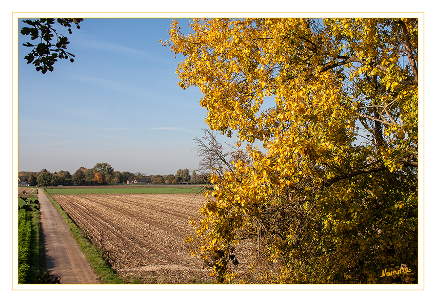 Goldener Oktober
Bevor der Winter Einzug hält, präsentieren sich viele Pflanzen noch einmal von ihrer besonders schönen Seite. Die Bäume tönen ihre Blätter um, wenn die Tage kürzer werden und die Temperaturen allmählich sinken.
Schlüsselwörter: Herbst Blätter