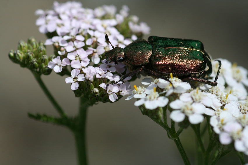 Gemeiner Rosenkäfer
durch seinen intensiven grünlichen Glanz gehört er zu den auffälligsten Käfern. Seine Körperlänge geträgt 15-20 mm.
Schlüsselwörter: Gemeiner Rosenkäfer     Käfer      Großer Käfer