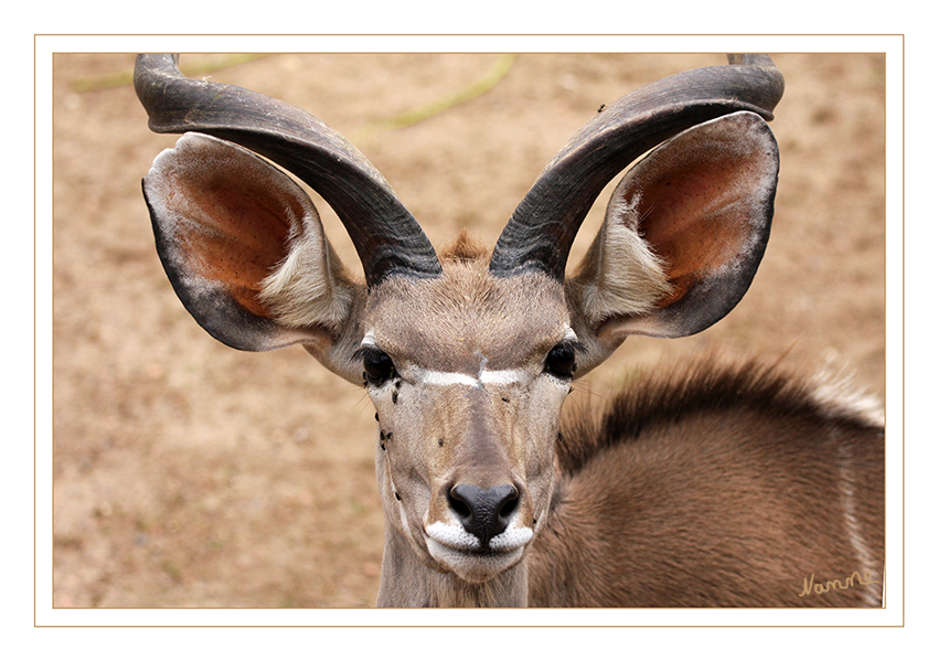 Großer Kudu
Schlüsselwörter: Großer Kudu, Kudu