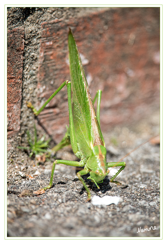 Grünes Heupferd
Das Grüne Heupferd (Tettigonia viridissima), auch Großes Heupferd, Großes Grünes Heupferd, selten auch Grüne Laubheuschrecke genannt, ist eine der größten in Mitteleuropa vorkommenden Langfühlerschrecken aus der Überfamilie der Laubheuschrecken (Tettigonioidea). Die Art gehört zu den häufigsten Laubheuschrecken Mitteleuropas.
laut Wikipedia
Schlüsselwörter: Grünes Heupferd Laubheuschrecke