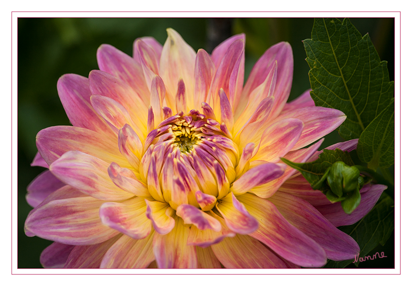Dahlienimpressionen Vll
Dahlien sind in zahllosen hybriden Zuchtformen beliebt als Zierpflanzen mit großen, dekorativen Blütenständen in vielen Farben und Farbkombinationen. laut Wikipedia
Schlüsselwörter: Gruga, Dahlie,