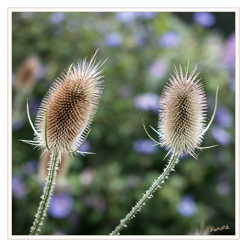 Herbstlich
Schlüsselwörter: Distel