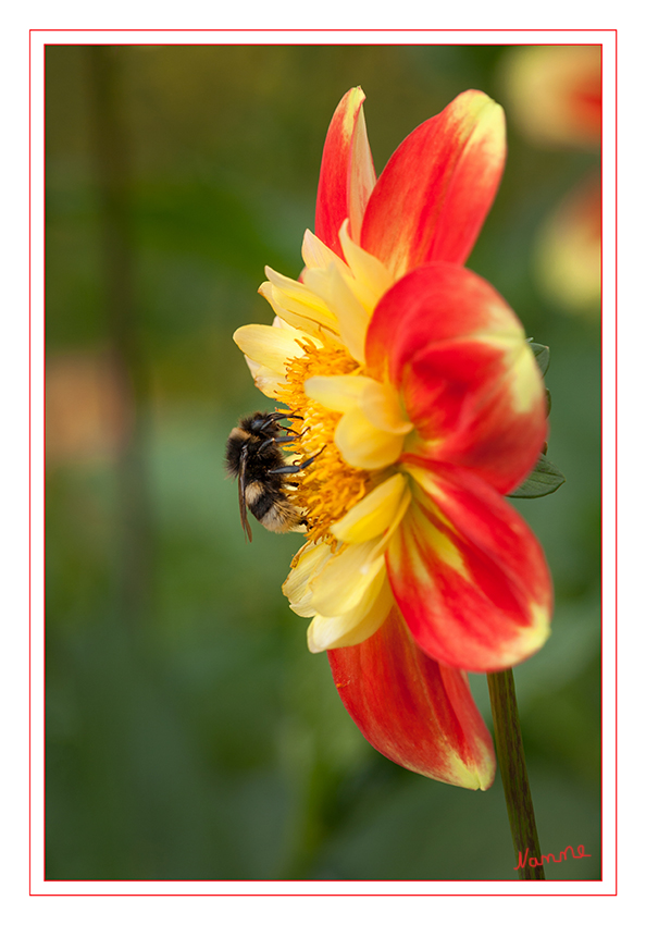 Hummel
Die Dunkle Erdhummel (Bombus terrestris) ist eine der in Europa am häufigsten vorkommenden und auch größten Arten der Hummeln. Sie ist ein schwarzes Tier mit zwei gelben Querbinden und einer weißen Hinterleibspitze. laut wikipedia
Schlüsselwörter: Hummel, dunkle Erdhummel