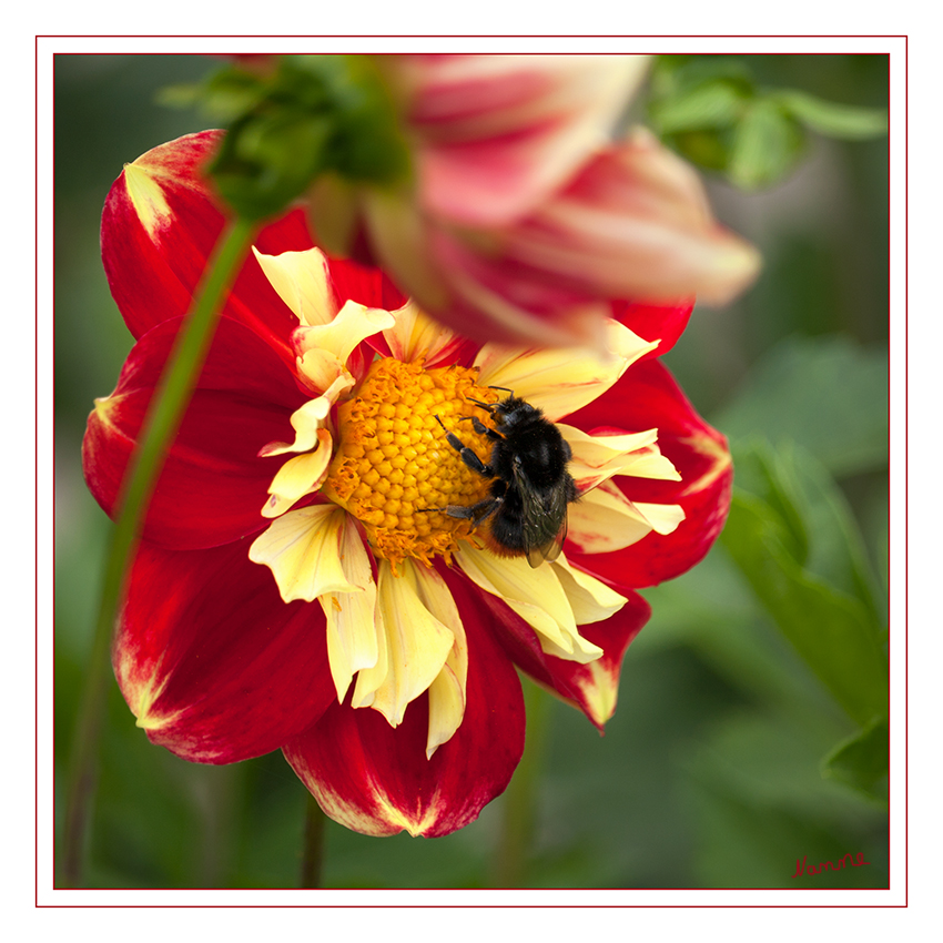 Besucher
In Mitteleuropa gehört die Steinhummel zwar zu den häufigsten und bekanntesten Hummelarten, es gibt allerdings einige seltenere Arten, die ihr im Aussehen ähneln. laut Wikipedia
Schlüsselwörter: Hummel, Steinhummel