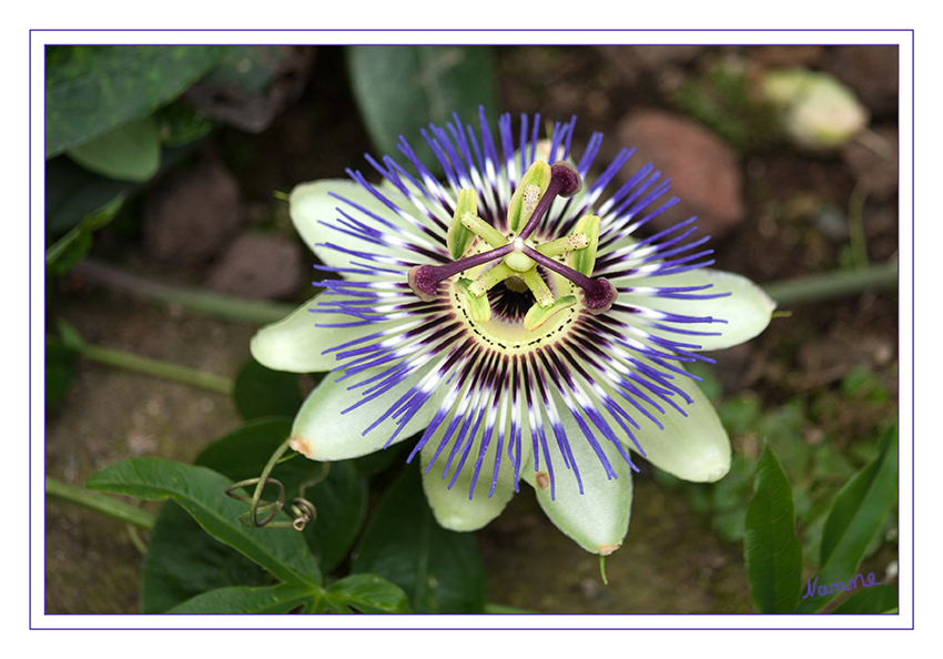 Passionsblume
Das auffallendste Merkmal der Passionsblumen sind die schönen, radiärsymmetrischen Blüten, die von weniger als einem Zentimeter bis zu 18 Zentimeter Durchmesser haben können. Die Blütenhüllblätter, oft gekennzeichnet durch leuchtende Farben, umhüllen ringförmig angeordnete fadenförmige oft intensiv gefärbte 15 bis 50 Staminodien, den Strahlenkranz. In der Mitte der Blüte sind die Fortpflanzungsorgane (fünf fertile Staubgefäße und drei Narben) zu einer sogenannten Säule (Androgynophor) zusammengefasst angeordnet, die die Blütenhüllblätter weit überragen.
Schlüsselwörter: Passionsblume