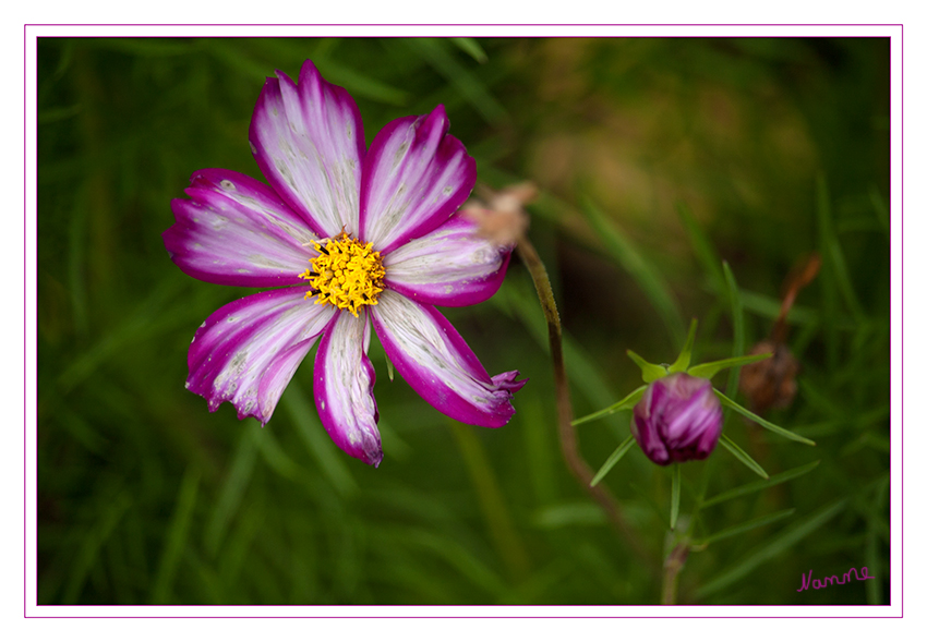 Bunt
Die Blüte der Schmuckkörbchen beginnt im August und dauert oft bis in den Oktober an.
Schlüsselwörter: Schmuckkörbchen