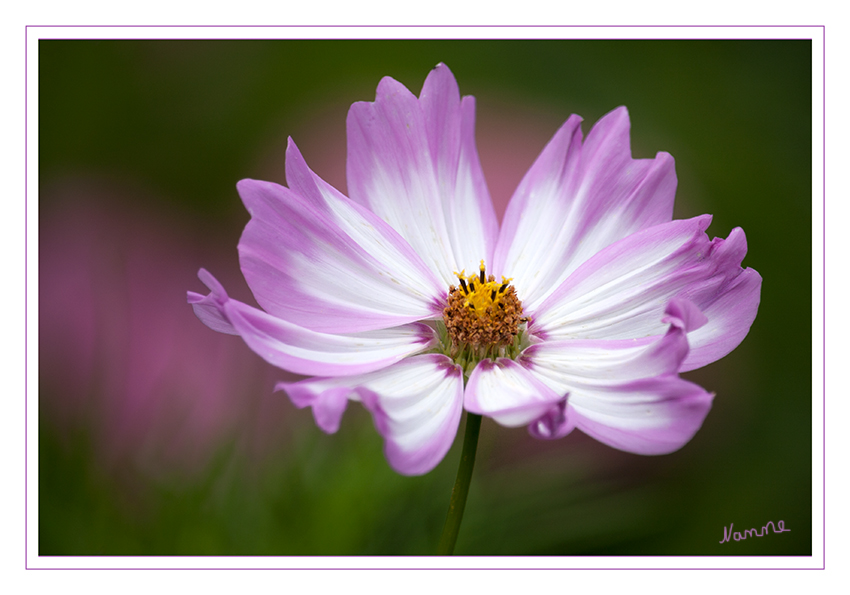 Bunt
Das Schmuckkörbchen , auch Fiederblättrige Schmuckblume oder Kosmee genannt, ist eine Pflanzenart der Gattung Kosmeen (Cosmos) in der Familie der Korbblütler (Asteraceae). Sie ist vor allem durch ihre Verwendung als einjährige Zierpflanze bekannt. Manche Sorten sind auch als Schnittblumen geeignet. laut Wikipedia
Schlüsselwörter: Schmuckkörbchen