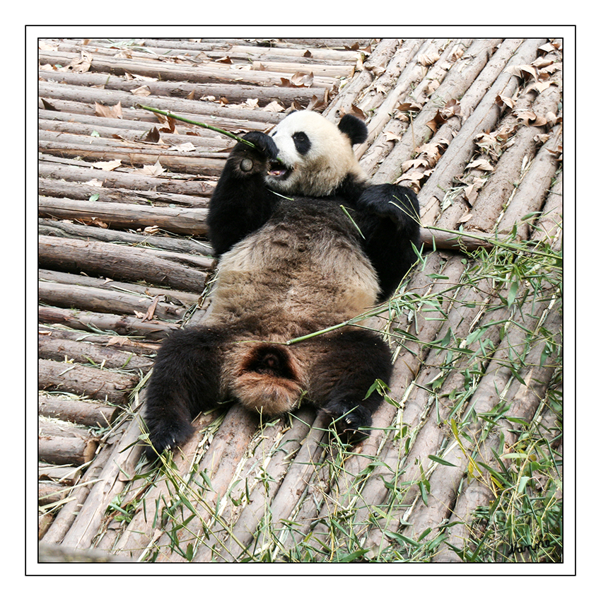 Großer Panda
Große Pandas erreichen eine Kopfrumpflänge von 120 bis 150 Zentimetern, der Schwanz ist wie bei allen Bären nur ein Stummel von rund 12 Zentimetern Länge. Das Gewicht erwachsener Tiere variiert von 75 bis 160 Kilogramm.
Schlüsselwörter: Großer Panda China