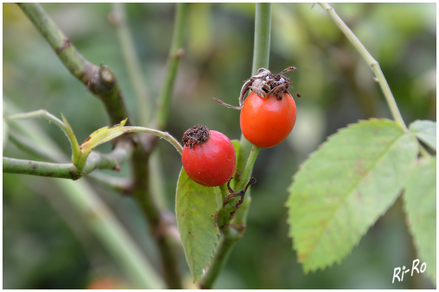 Hagebuttenpärchen
Ungiftige Früchte verschiedener Rosenarten.
