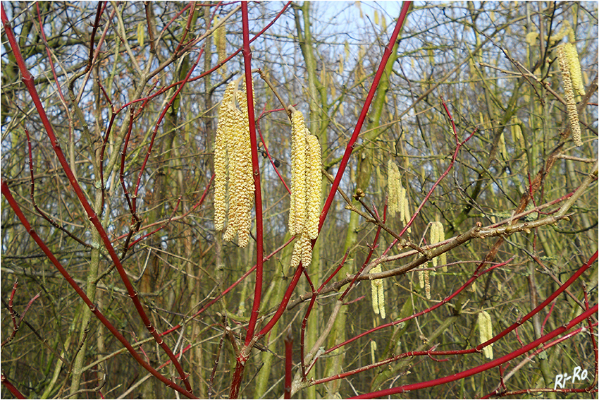 Haselnussblüten
"Ist eine Pflanzenart aus der Familie der Birkengewächse (Betulaceae)".
Schlüsselwörter: Haselnuss männliche Kätzchen