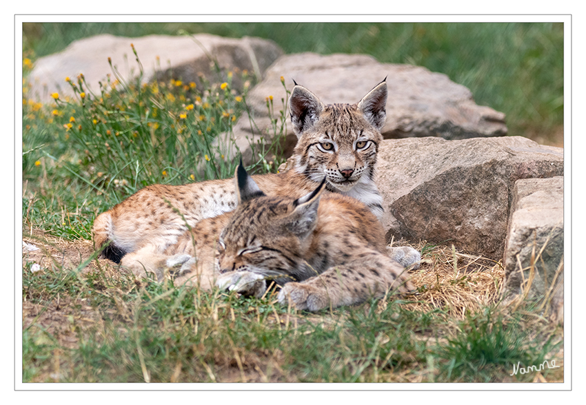 31 - Junge Luchse
Schlüsselwörter: Luchs, Hellenthal