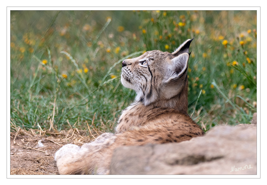 Junger Luchs
Als Augentier erkennt er auf weite Entfernungen seine Beute (“Augen wie ein Luchs”).
Sehr gutes Gehör, dank Antennenwirkung seiner Pinselohren.
Reiner Fleischfresser
Vor allem Rehe, Rot- und Rehwildkälber, Eichhörnchen, Hasen, Biber, Marder, Rotfuchs, Waldhühner u.s.w.
Er ist ein Anschleichjäger, d.h. er pirscht sich an seine Beute heran und erbeutet sie im Sprung. laut greifvogelstation-hellenthal


Schlüsselwörter: Luchs, Hellenthal