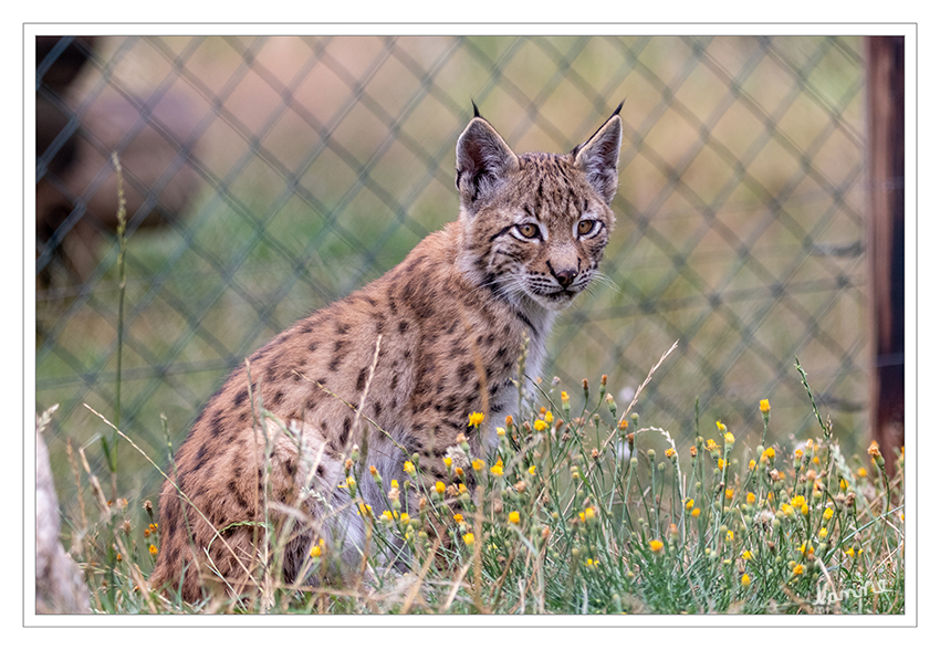 Junger Luchs
(Lynx lynx) Der Luchs ist die größte europäische Katzenart.
Besondere Kennzeichen: Ohrpinsel und Stummelschwanz mit schwarzer Schwanzspitze.
Haarkleid im Sommer: gelblichgrau bis rötlich.
Gewicht: Von 18 bis 40 kg
Größe: 80 bis 120 cm bei einer Schulterhöhe von 50 bis 75 cm. laut greifvogelstation-hellenthal
Schlüsselwörter: Luchs, Hellenthal