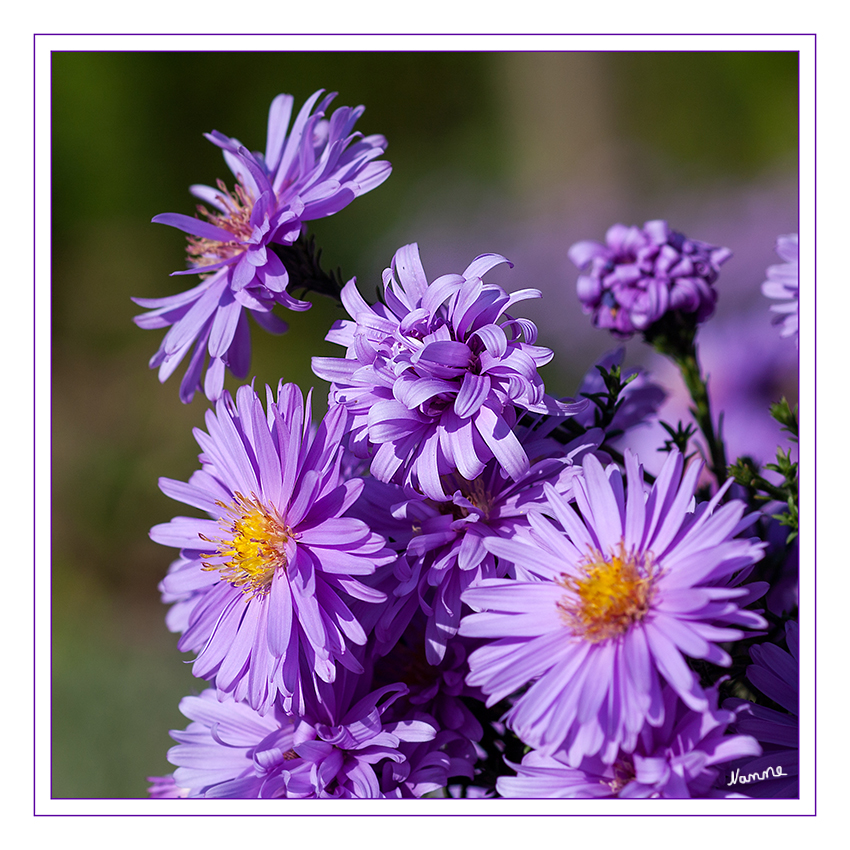 Den Sonnenstrahlen entgegen
Die Astern sind eine Pflanzengattung aus der Familie der Korbblütler (Asteraceae). Die lateinische Ableitung des Gattungsnamens ist astrum, was Stern, Gestirn bedeutet, und bezieht sich auf die strahlenförmige Anordnung der Strahlen- beziehungsweise Zungenblüten
Schlüsselwörter: Herbst Aster