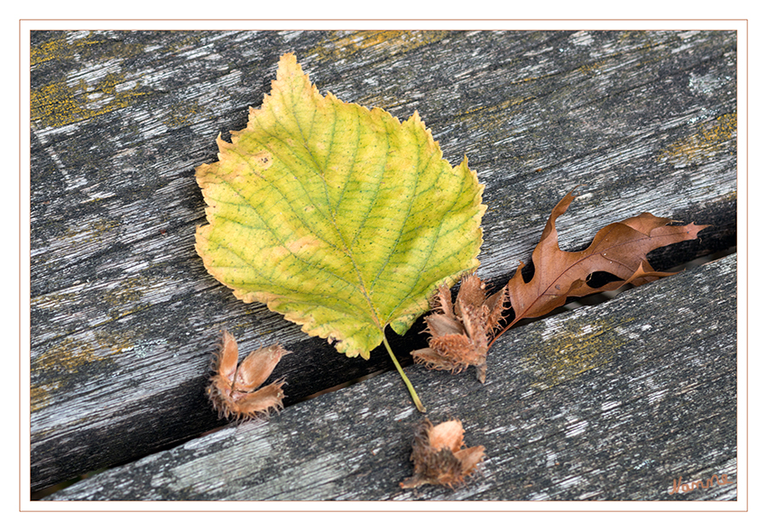 Herbstlich
Schlüsselwörter: Herbst, Blatt