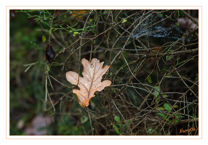 Es ist herbstlich
Schlüsselwörter: Herbst, Blatt