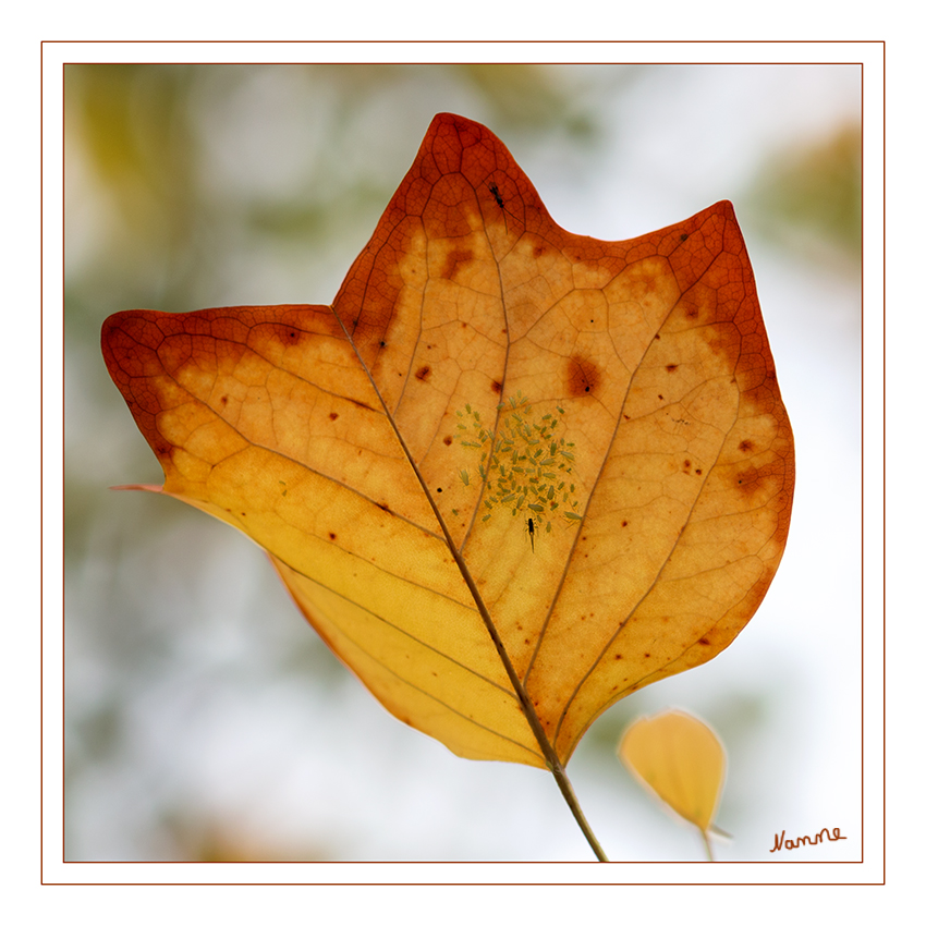 Kindergarten
der ganz anderen Art.
Schlüsselwörter: Herbst, Blatt