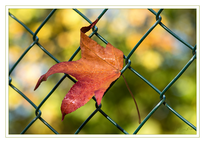 Hängengeblieben
Schlüsselwörter: Herbstblatt