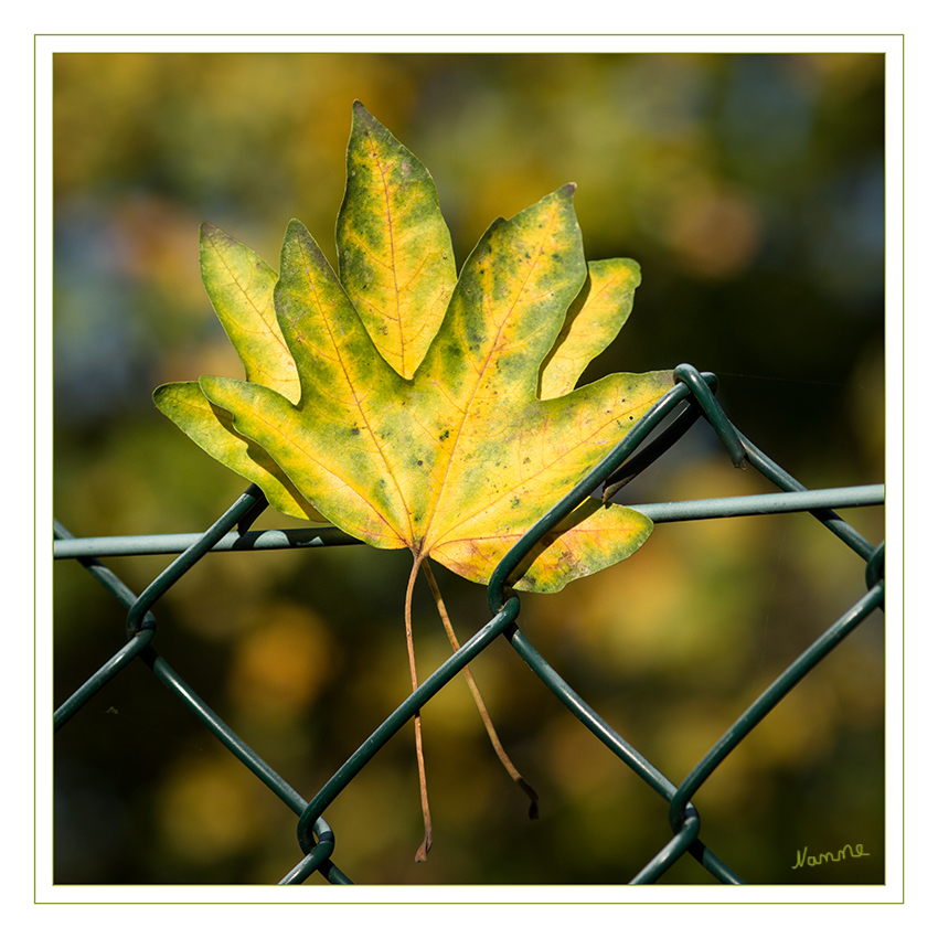 Herbstblätter
Schlüsselwörter: Herbstblatt