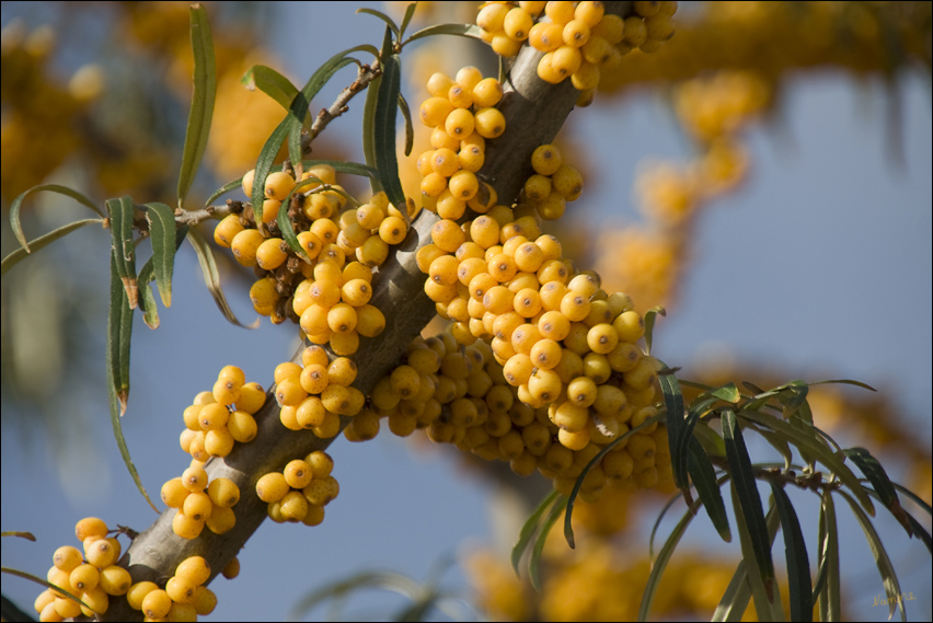 Die Farben
des Herbstes.
Sanddorn im vollem Fruchtstand
