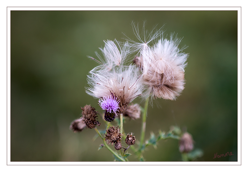 Herbstlich
Schlüsselwörter: Herbst, Distel